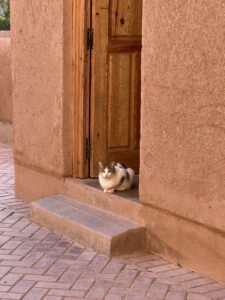 petit chat du maroc